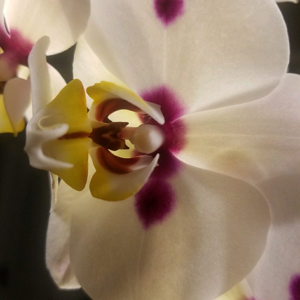 Meet your Posher, Guillermina